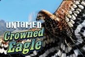 Untamed Crowned Eagle