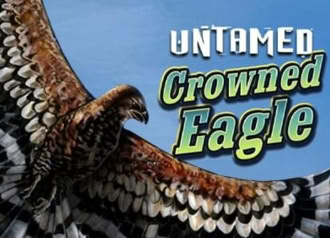 Untamed Crowned Eagle