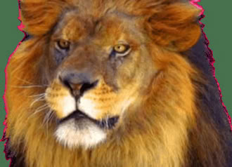 King of the Pride